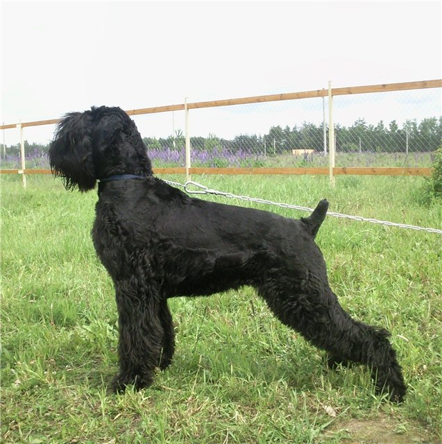 Black Russian Terrier Grooming Chart