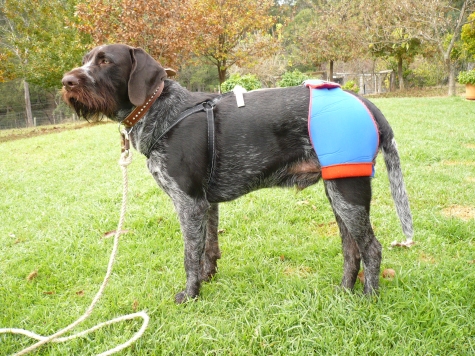 My Homemade Hip Brace For Dog With 