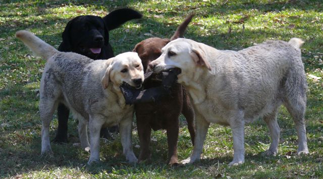 7 Inspirational Quotes About American Kennel Club