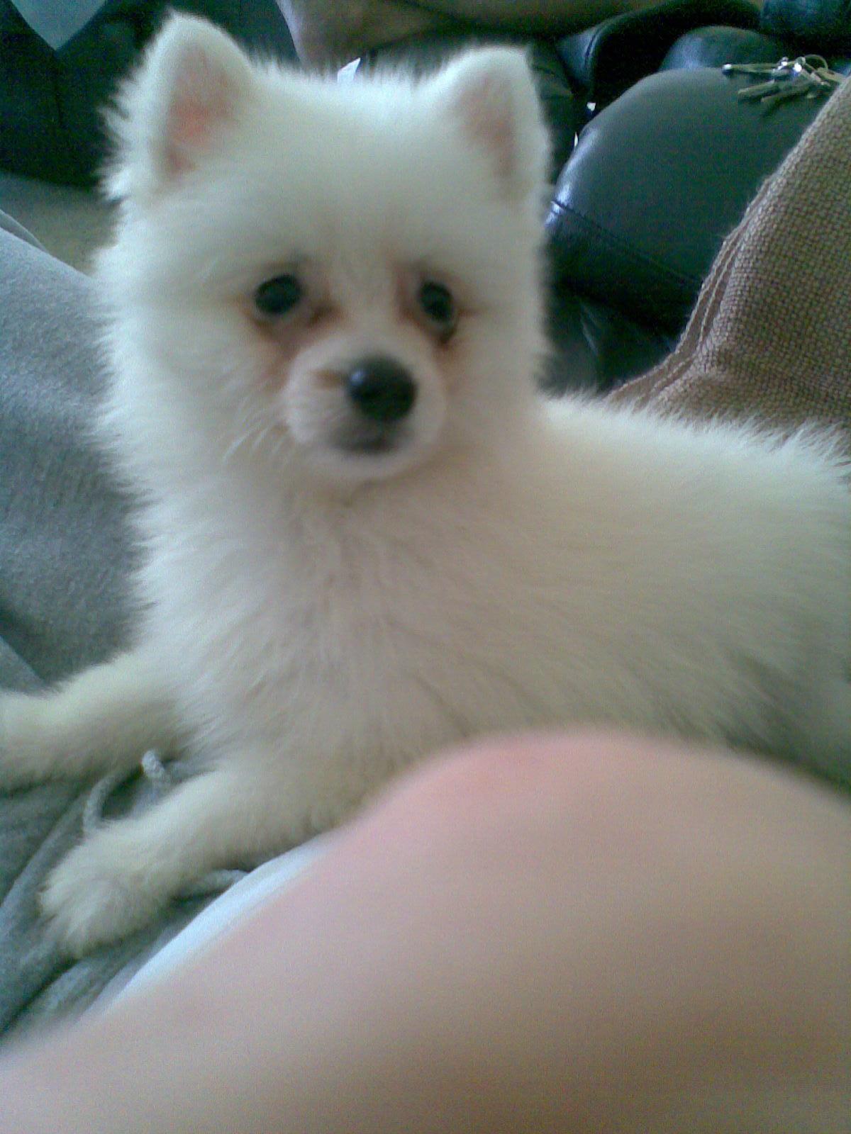 Japanese Spitz Discoloured Eye Rings 