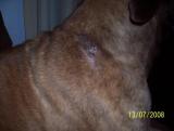 post-22220-1229913312_thumb.jpg
