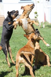 58c8a8b661636_04-10-2016-sfr-NT-pups078.thumb.jpg.62ea74bf80a33dd39111c152d47e753d.jpg
