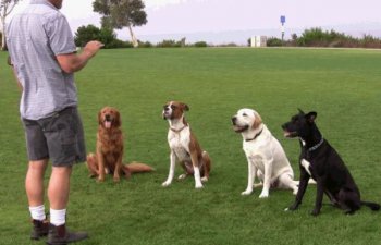 Dog & Puppy Training Perth.jpg