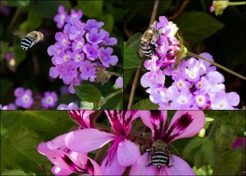 Blue banded bee page.jpg