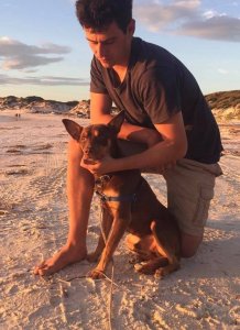 Walr the Kelpie and his mate James.Oct 2017.jpg