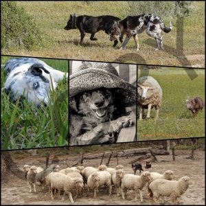 5 dog collage COPY -640x640.jpg