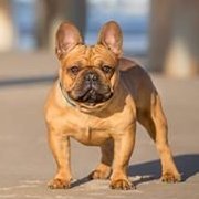 TheoTheFrenchie