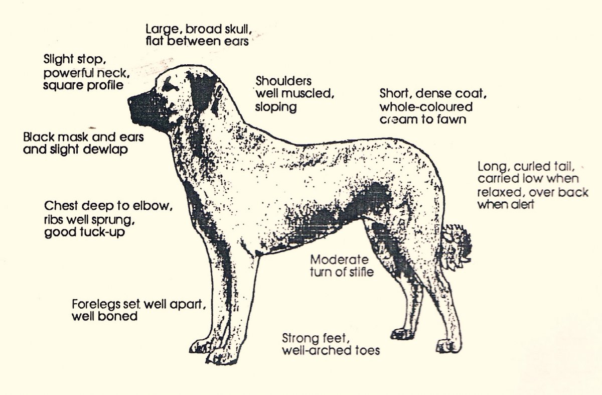 Внешний вид турецкого кангала: мощность и великолепие