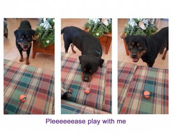 Zeph - please play with me reduced.jpg