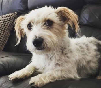 olly_female_dog_missing_from_wallace_acco_nov_2019_pic_gail_G_9503.thumb.jpg.8db6b67f97220c241e2d9badc3e2d1dc.jpg