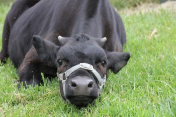 1131616731_4-01-2021-kindifarm053.thumb.jpg.c36383562b1f1e3637f4a6d4cedd014c.jpg