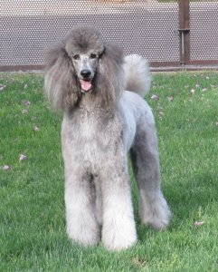 poodle.jpeg