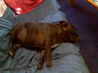 fat staffy dog